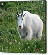 Mountain Goat And Wildflowers Acrylic Print