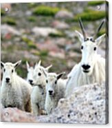 Mountain Goat Family Panorama Acrylic Print