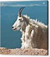 Mountain Goat King Of Mount Evans Acrylic Print