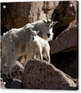 Mountain Goat Mom To The Rescue Acrylic Print
