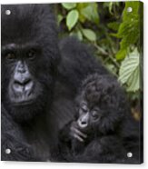 Mountain Gorilla Mother Holding 3 Month Acrylic Print