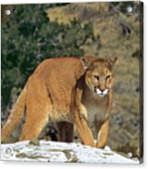 Mountain Lion Felis Concolor Walking On Snow Covered Hillside Acrylic Print