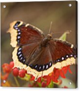 Mourning Cloak Butterfly Acrylic Print