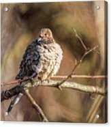 Mourning Dove In Afternoon Light Acrylic Print