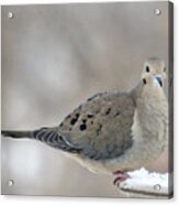 Mourning Dove Looks Me In The Eye Acrylic Print