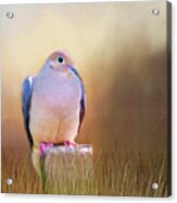 Mourning Dove Painted Portrait Acrylic Print