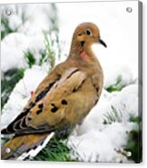 Mourning Dove Square Acrylic Print