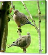 Mourning Doves Acrylic Print