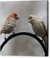 Mr. And Mrs. House Finch Acrylic Print