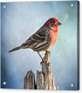 Mr House Finch Perched On Blues Acrylic Print