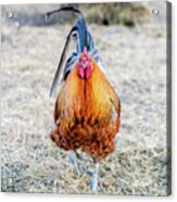 Mr. Rooster Acrylic Print