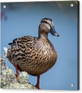 Mrs. Mallard Acrylic Print