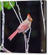 Female Cardinal Acrylic Print