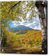 Mt Washington And Birches Acrylic Print