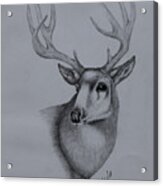 Mule Deer Ii Acrylic Print