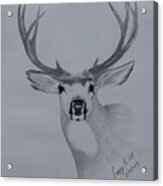 Mule Deer Iii Acrylic Print