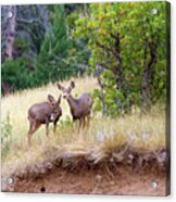 Mule Deer Acrylic Print