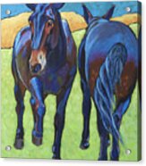 Mules Head To Tail Acrylic Print