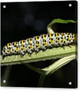 Mullein Moth Caterpillar Acrylic Print