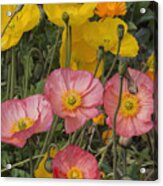 Multicolor Poppies Acrylic Print