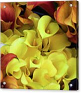 Multicolored Calla Lillies Acrylic Print