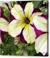 Multicolored Petunias Acrylic Print