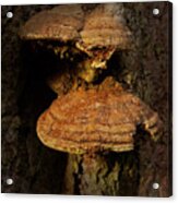 Mushroom-signed-#4207 Acrylic Print