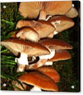 Mushrooms 015 Acrylic Print
