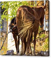 Mustang Mare With Foal Acrylic Print