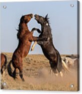 Mustang Stallions Acrylic Print