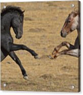 Mustang Stallions Playing Acrylic Print