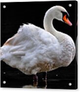 Mute Swan 3 Acrylic Print