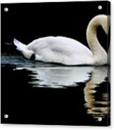Mute Swan Acrylic Print