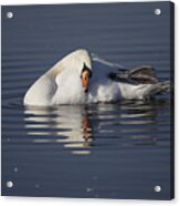 Mute Swan Resting In Rippling Water Acrylic Print