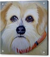 Muttonchop The Terrier Mix Acrylic Print
