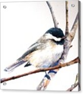 My Little Chickadee Acrylic Print