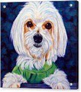 My Sweater - Maltese Dog Acrylic Print