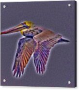 Mystical Brown Pelican Soaring Spirit Acrylic Print