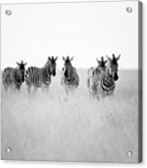 Namibia Zebras Ii Acrylic Print