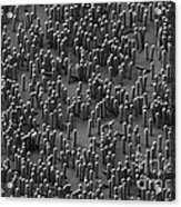 Nanowire Lithium-ion Batteries, Sem Acrylic Print