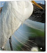 Nap Time Acrylic Print