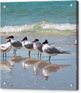 Naples Gulf Shorebirds - Royal Terns Highness Acrylic Print