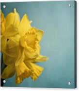 Narcissus On Blue Background Acrylic Print