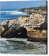 Natural Bridges Santa Cruz Acrylic Print