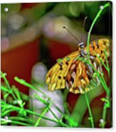 Nature - Butterfly And Plants Acrylic Print