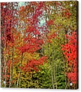 Natures Fall Palette Acrylic Print