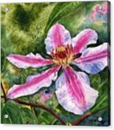 Nelly Moser Clematis Acrylic Print