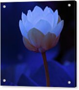 Neon Lotus Acrylic Print