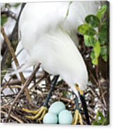 Nesting Snowy Egret Acrylic Print
