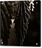 Nettle Leaf In Black Acrylic Print